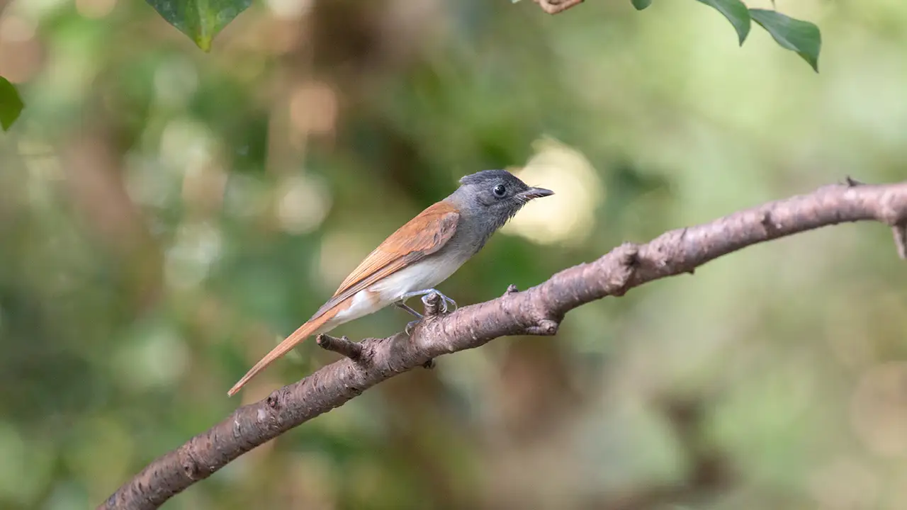 サンコウチョウ 弘法山公園・権現山の野鳥
