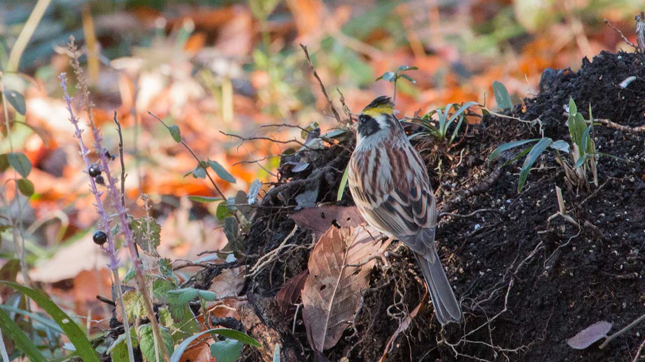 ミヤマホウジロ