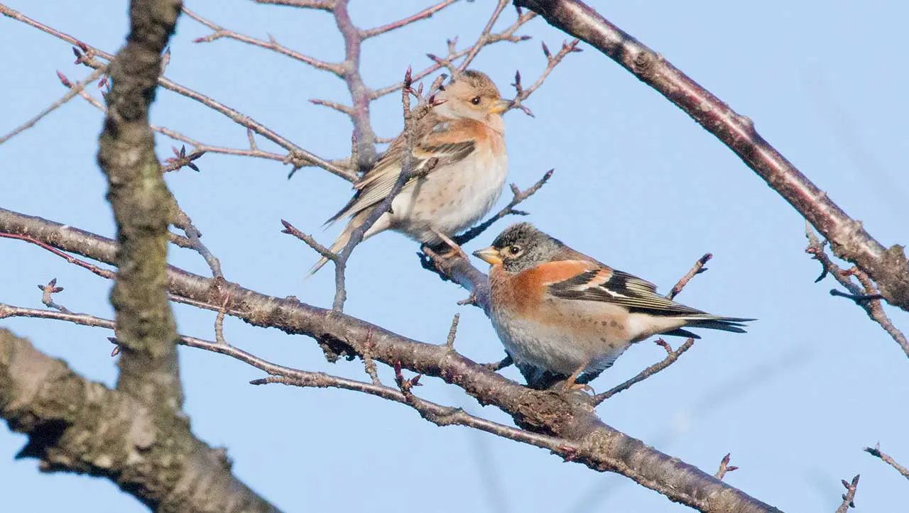 権現山の野鳥・アトリ