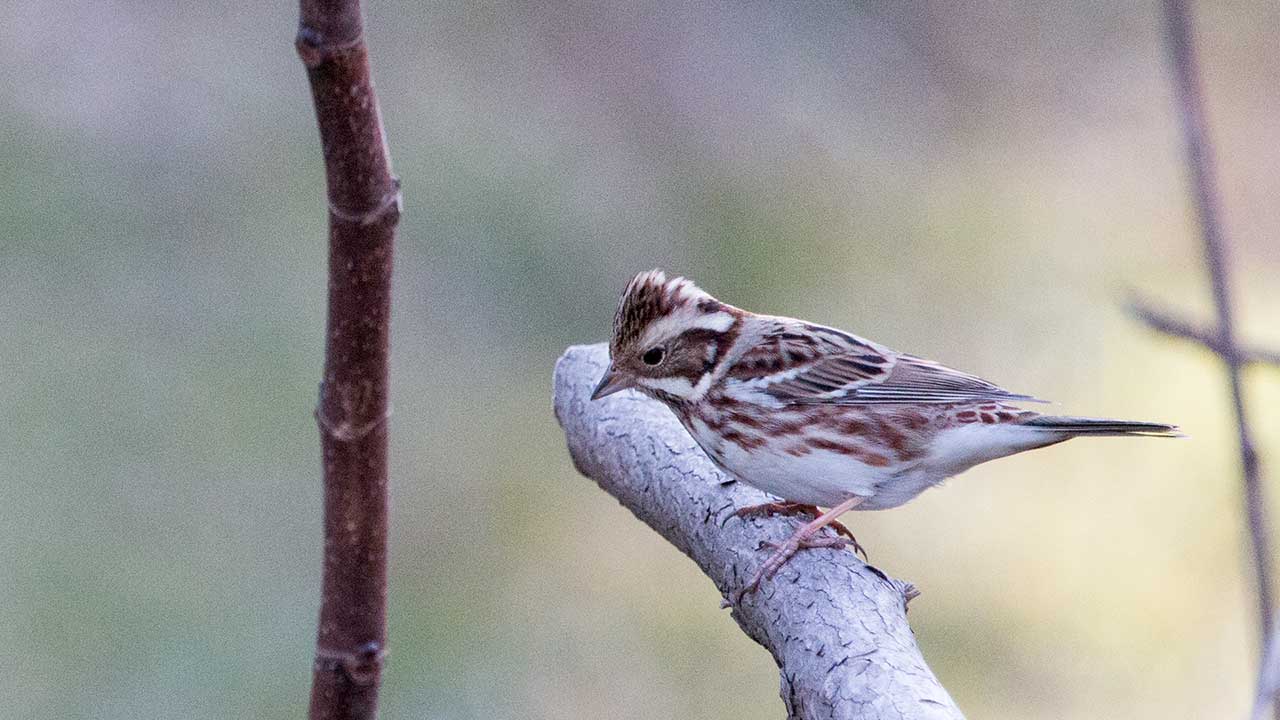 権現山の野鳥