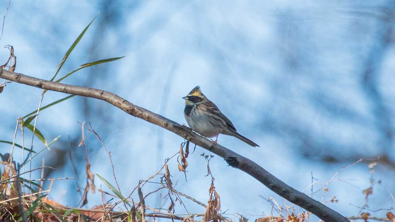 権現山の野鳥