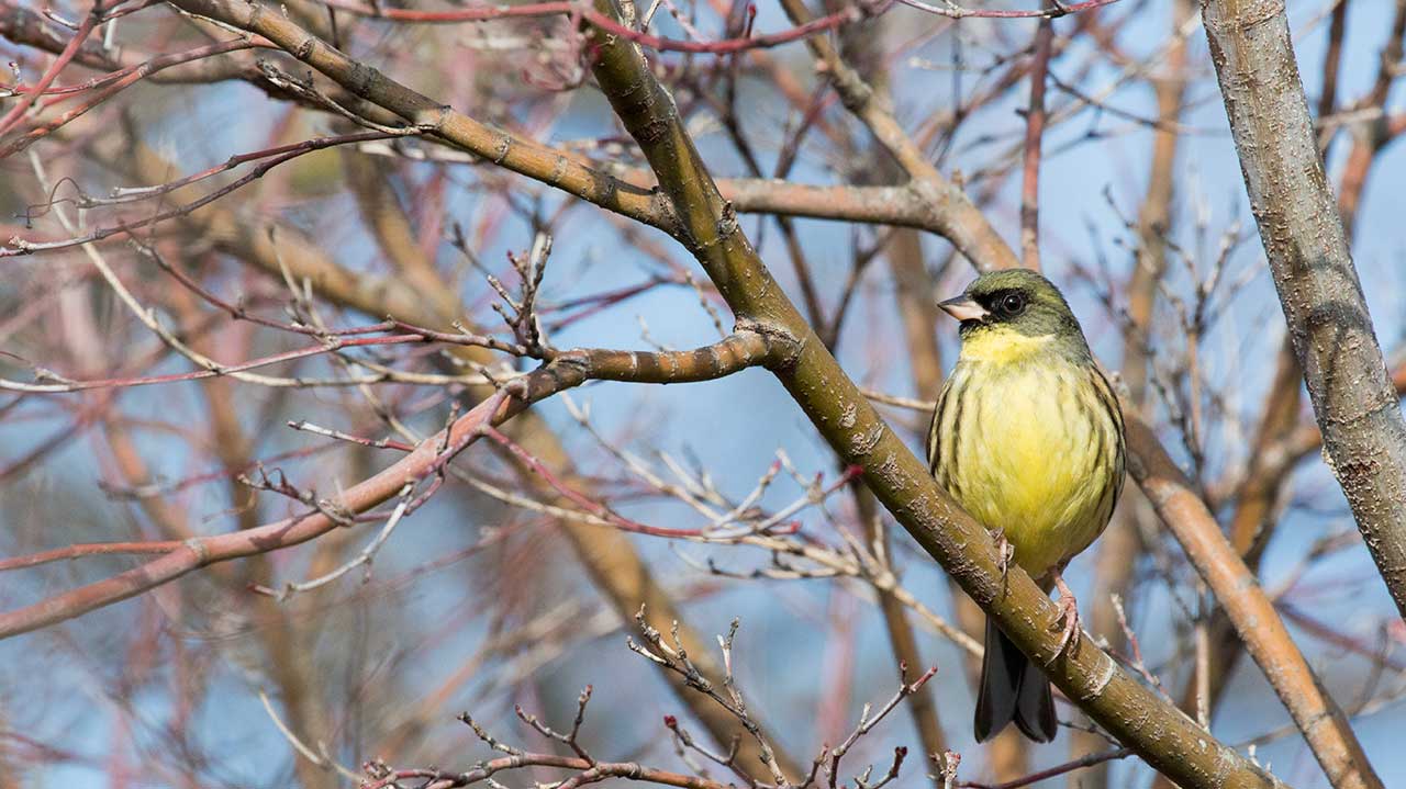 権現山の野鳥