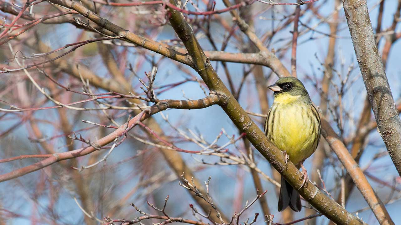 権現山の野鳥