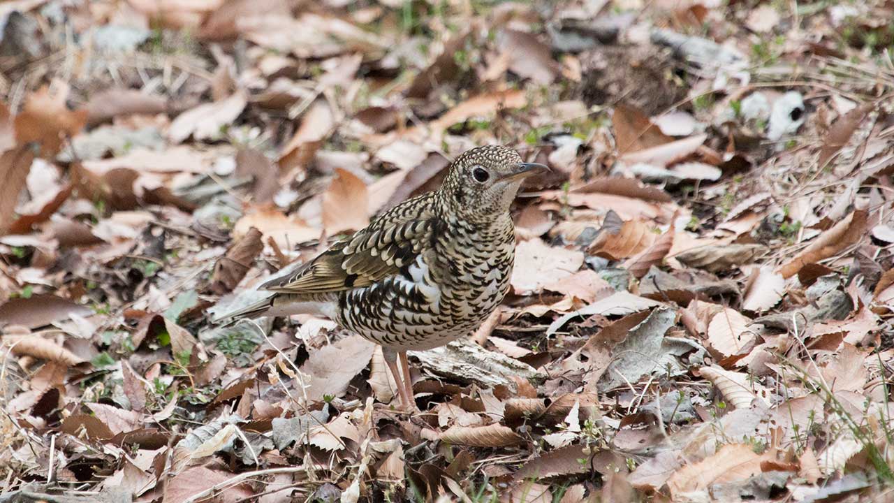 弘法山公園の野鳥