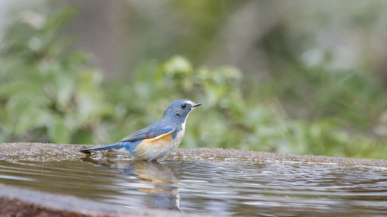 権現山の野鳥