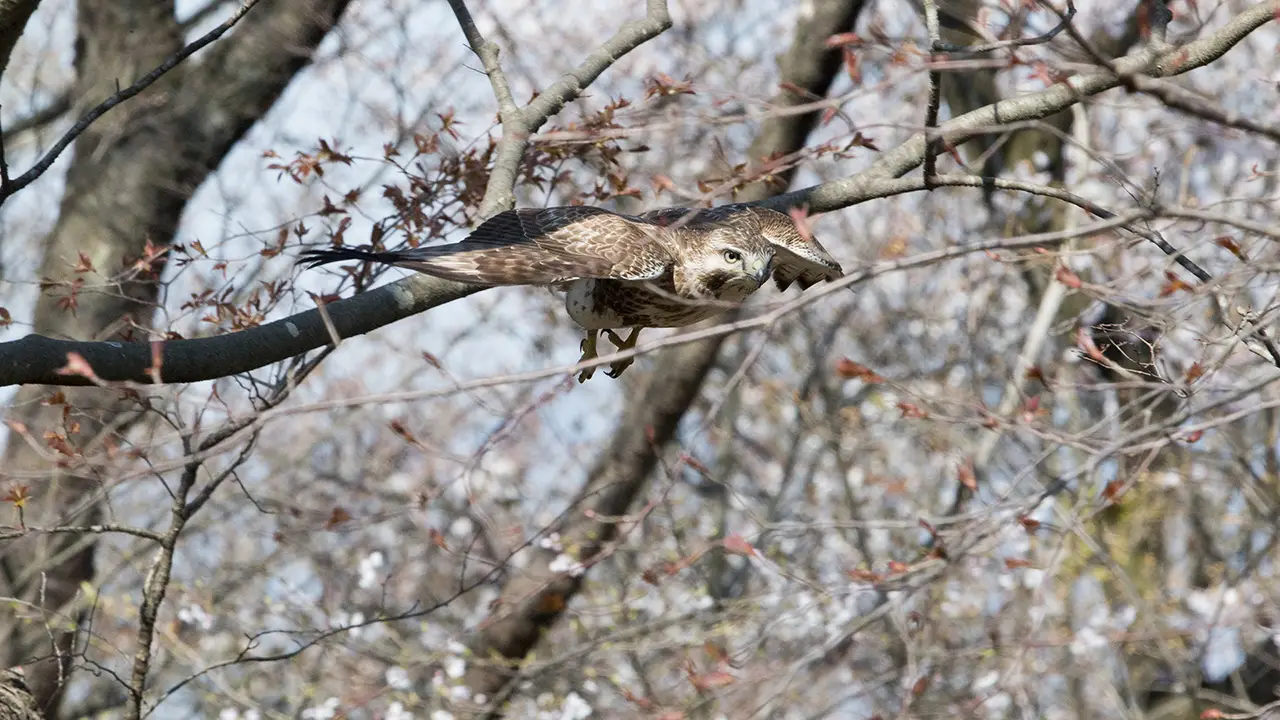 弘法山公園・権現山の野鳥