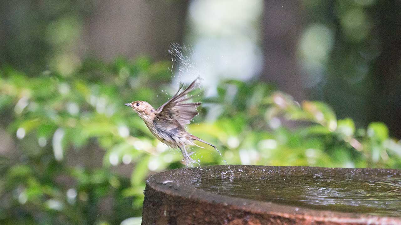 キビタキ