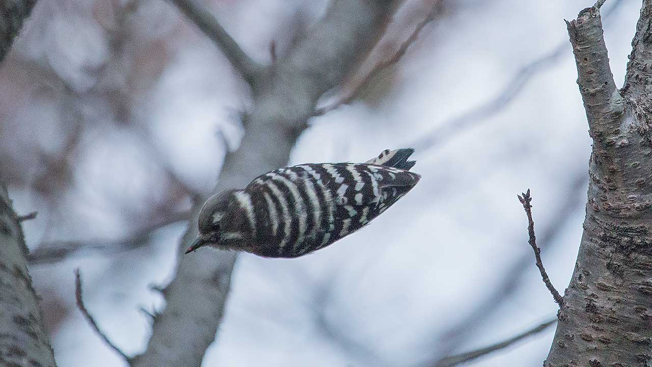 権現山・コゲラ