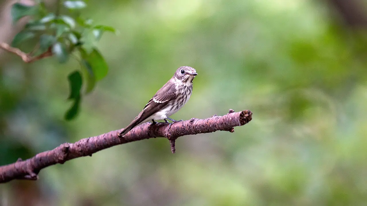 エゾビタキ 弘法山公園・権現山の野鳥